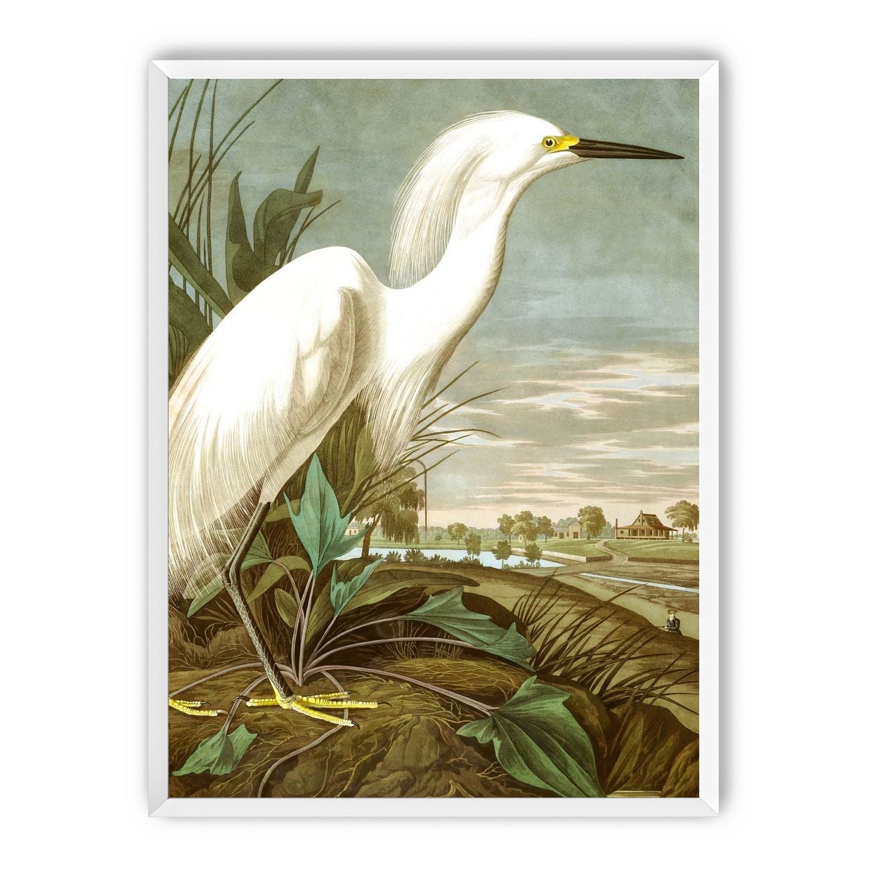 White Egret