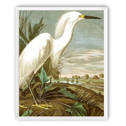 White Egret