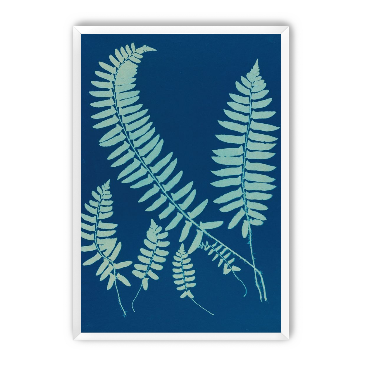 Fern shadows in blue