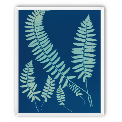 Fern shadows in blue