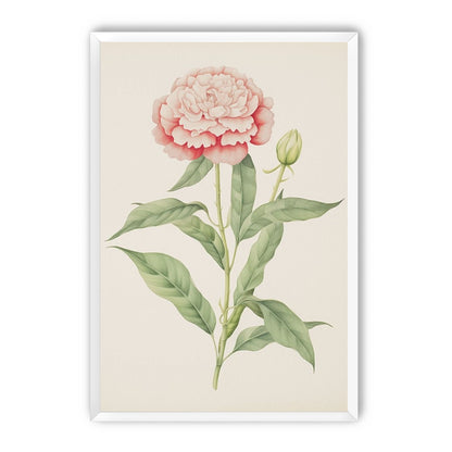Delicate Blush