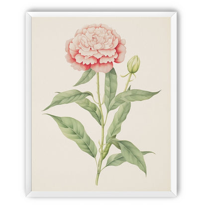 Delicate Blush