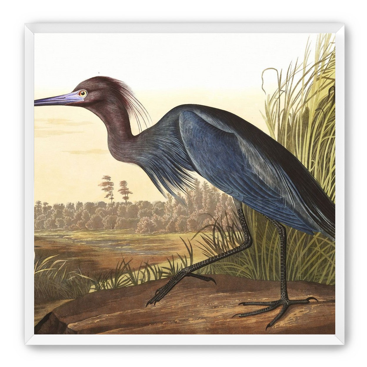 Great Blue Heron