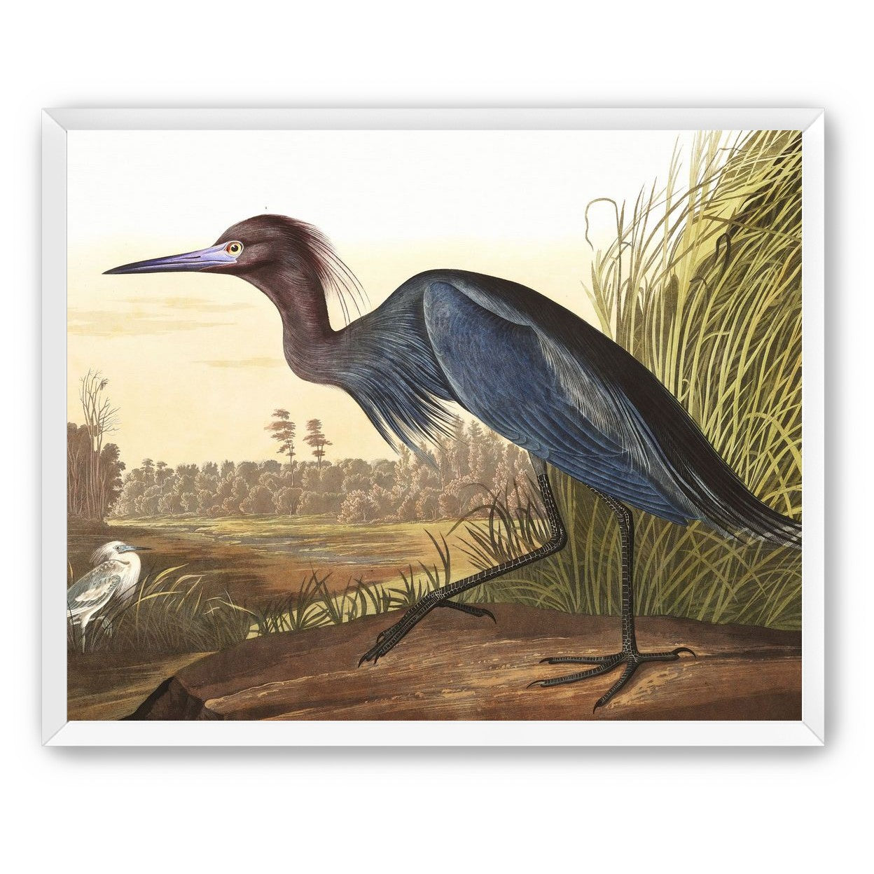 Great Blue Heron