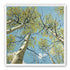 Yellow Leaves Against the Sky