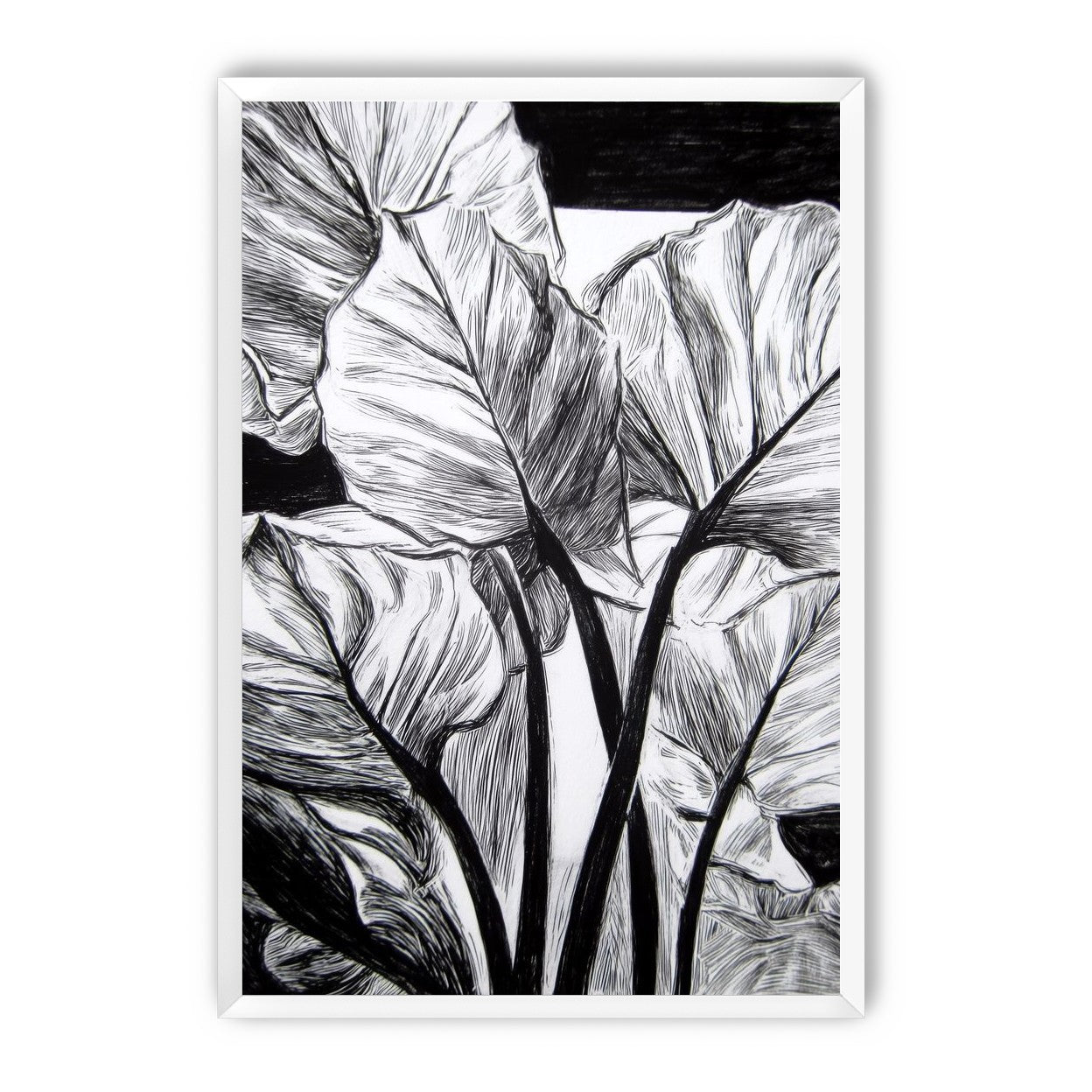 Overlapping Leaves on Dark Ground