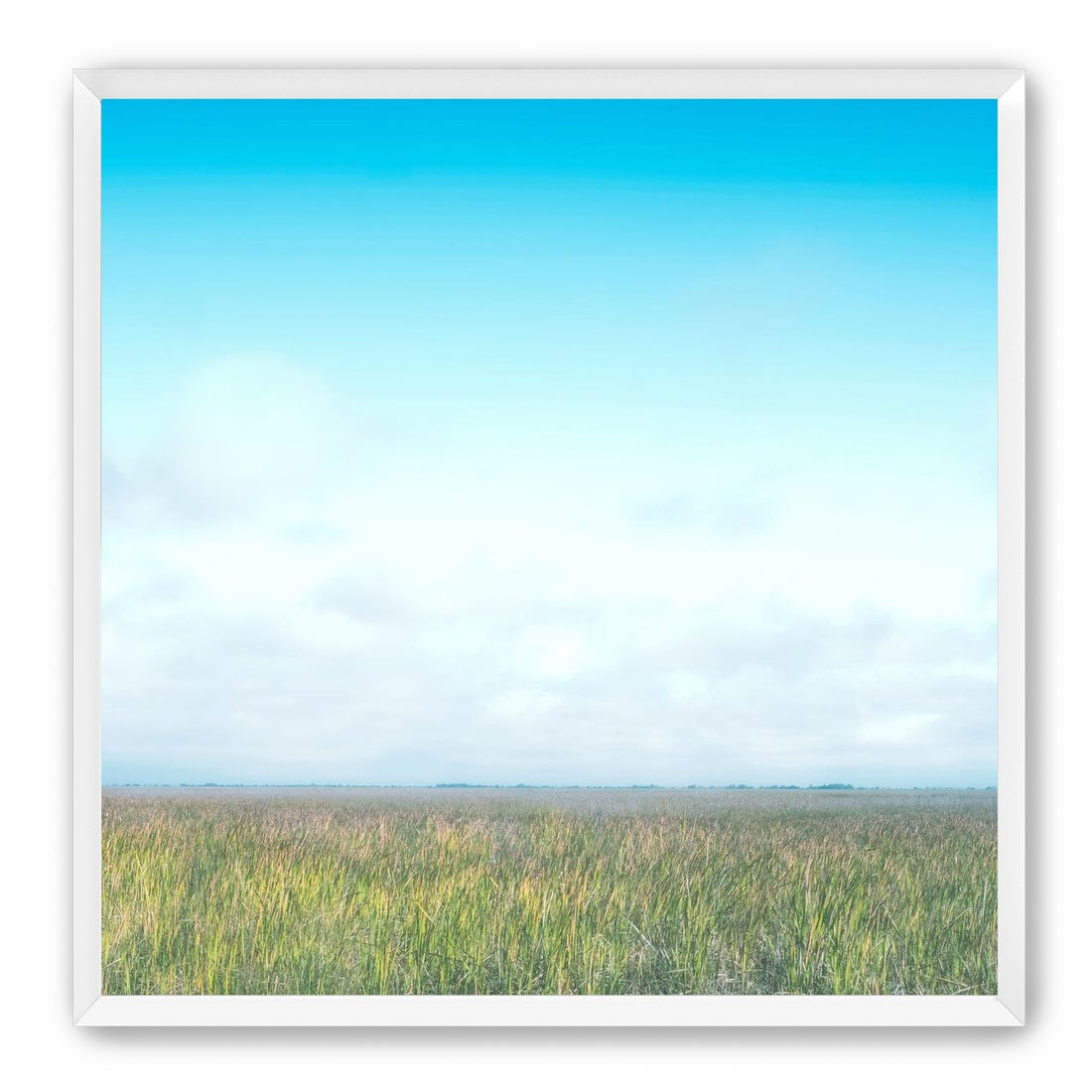 Grasslands