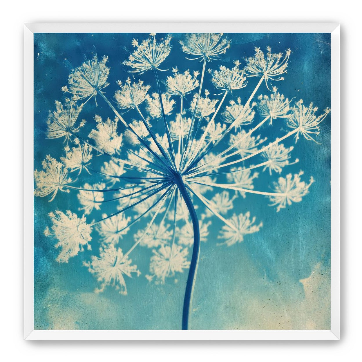 Laceflower Bloom