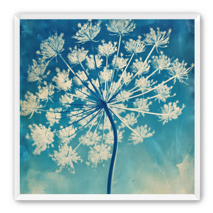 Laceflower Bloom