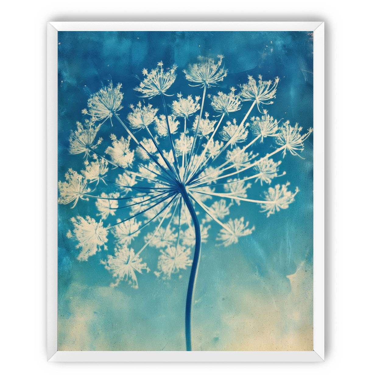 Laceflower Bloom