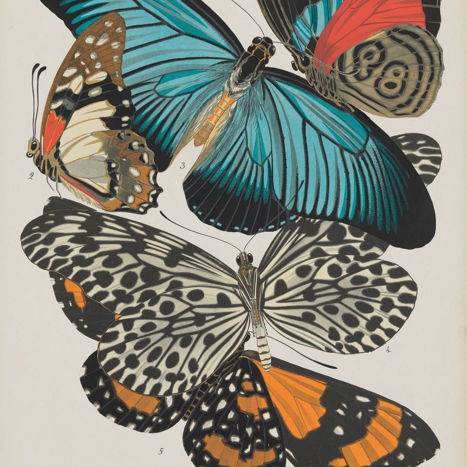 Turquoise wings over orange velvet