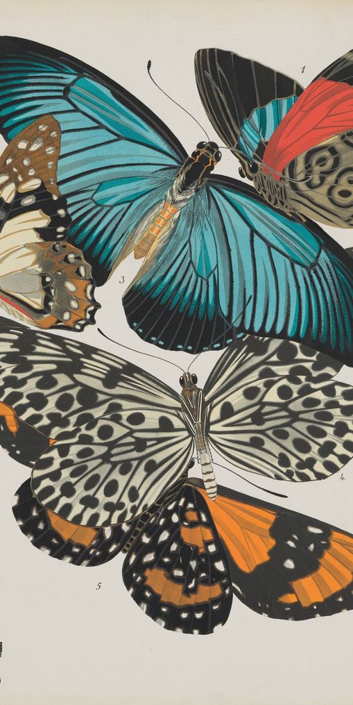 Turquoise wings over orange velvet