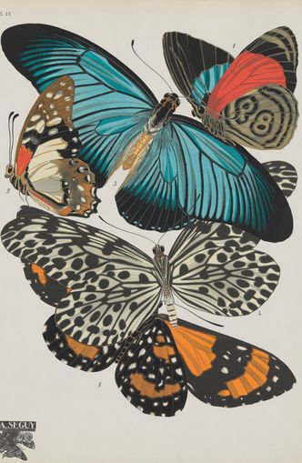 Turquoise wings over orange velvet