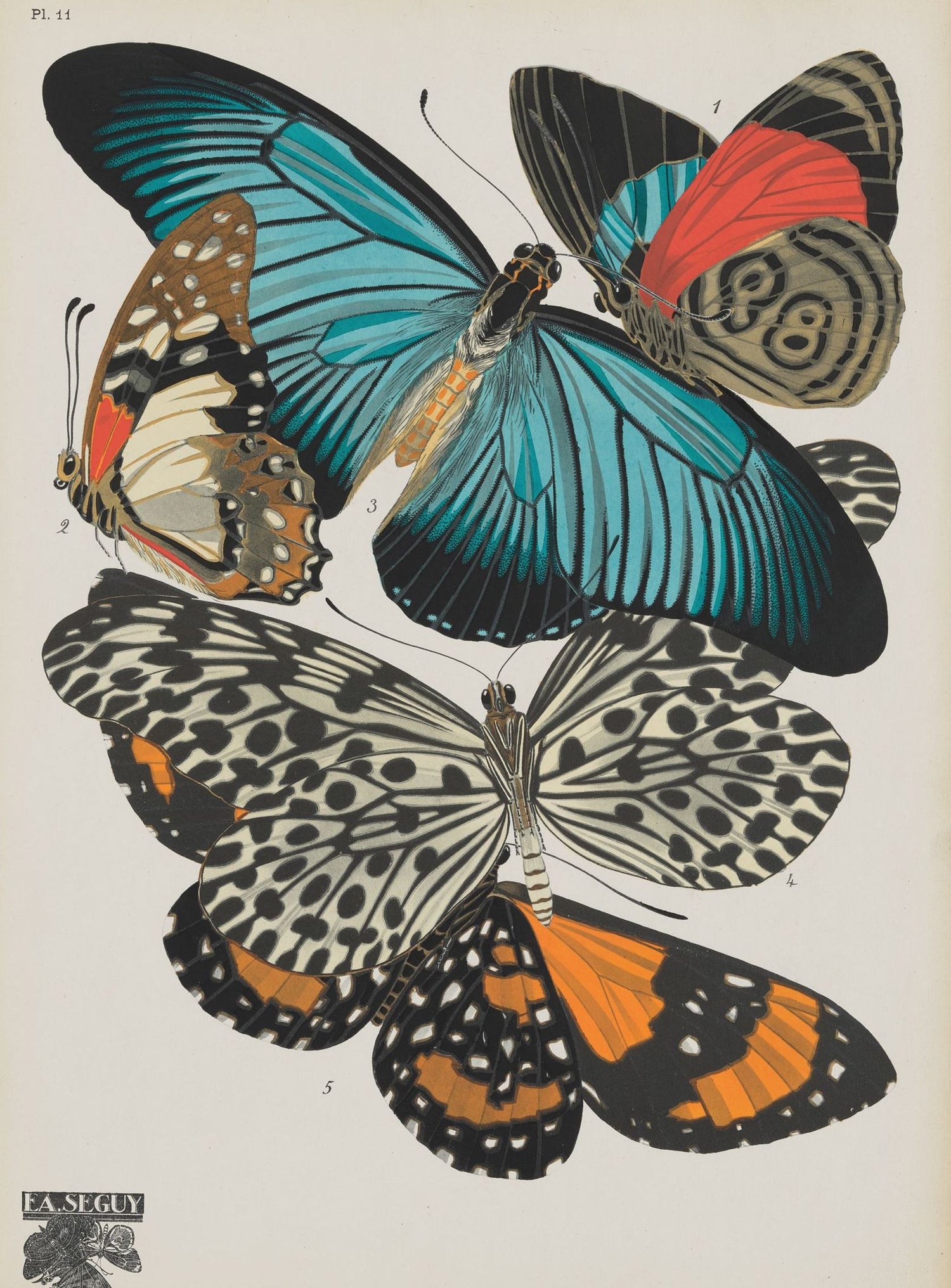 Turquoise wings over orange velvet
