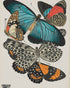 Turquoise wings over orange velvet