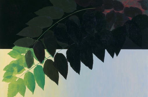 Leaves crossing into shadow