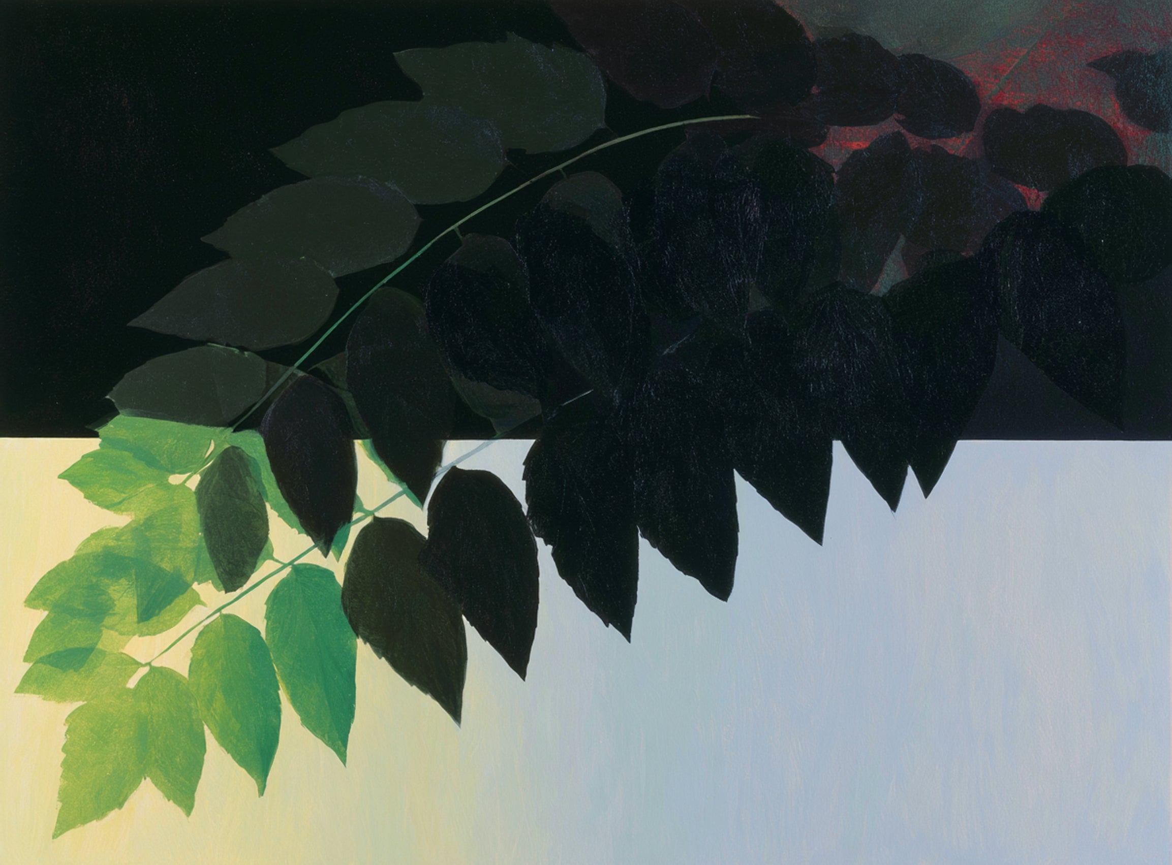 Leaves crossing into shadow
