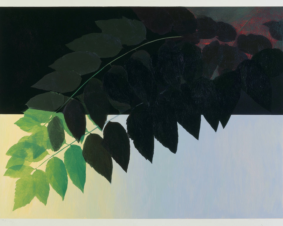 Leaves crossing into shadow