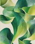 Green light in the lilies