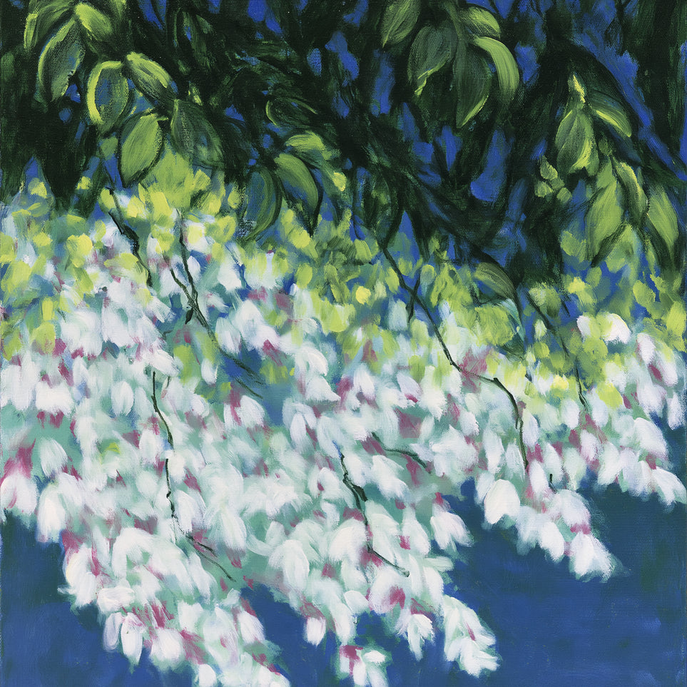 White blossoms in blue shade
