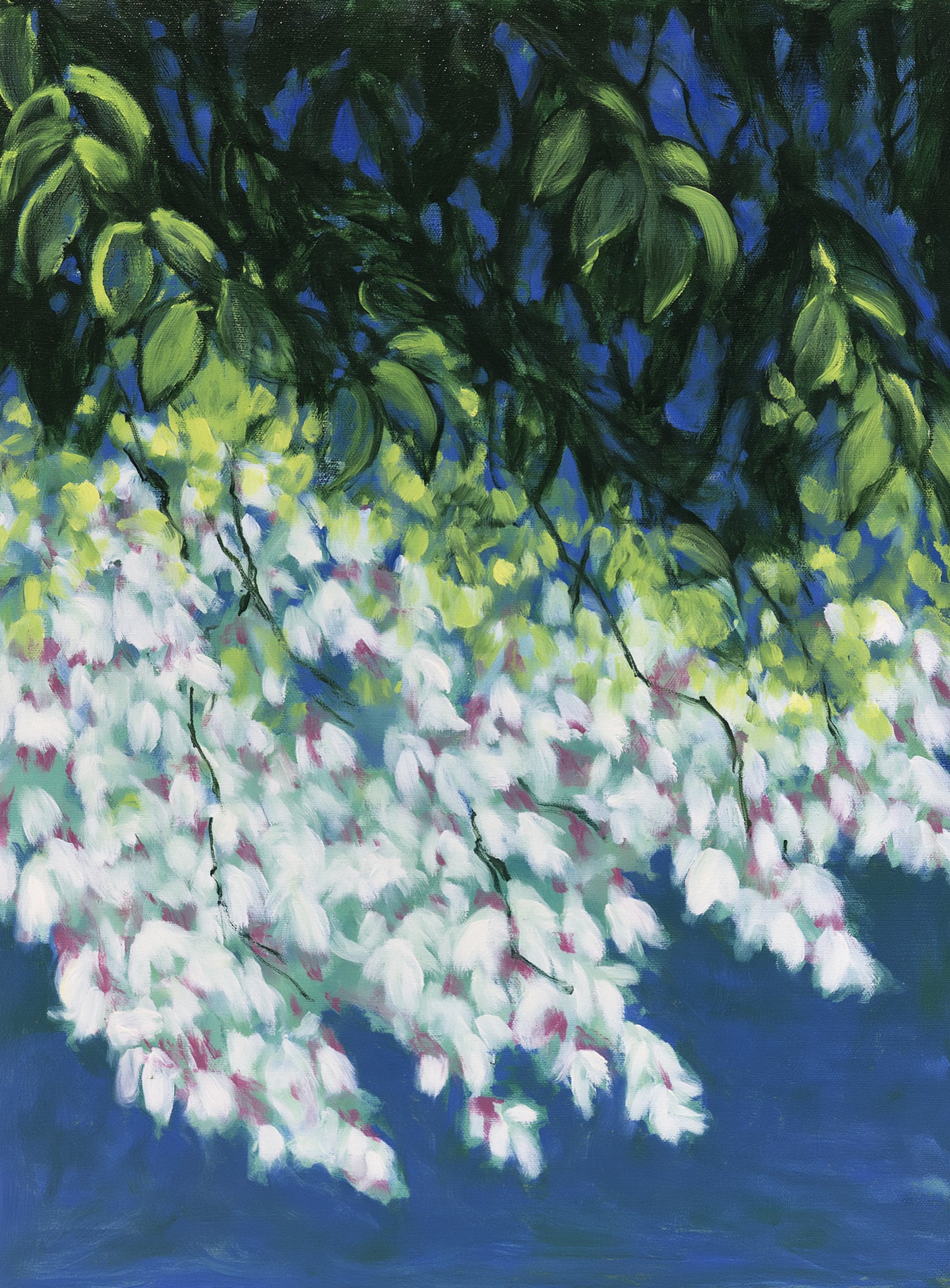 White blossoms in blue shade