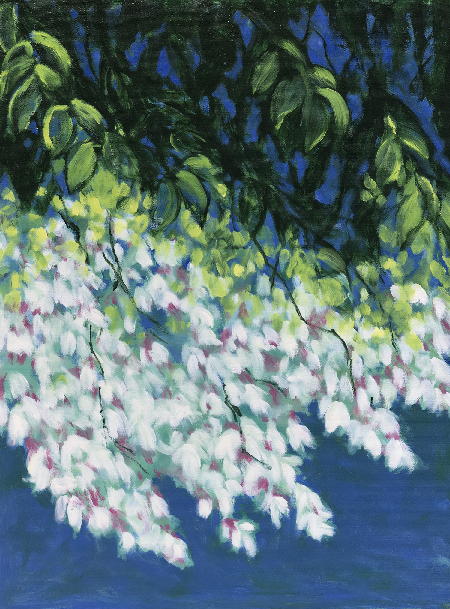 White blossoms in blue shade