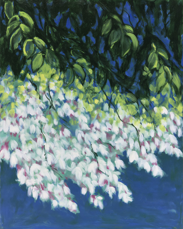 White blossoms in blue shade