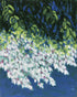 White blossoms in blue shade