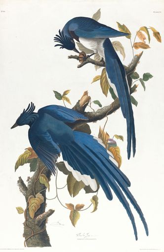 Butterfly under blue beaks