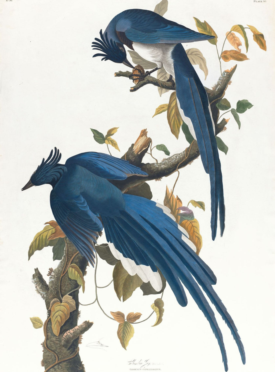 Butterfly under blue beaks