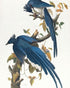 Butterfly under blue beaks