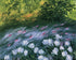 Petals on the streambank