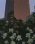 Pink tower above magnolias