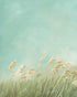 Turquoise sky over pale grass