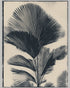 Palm fronds in black ink