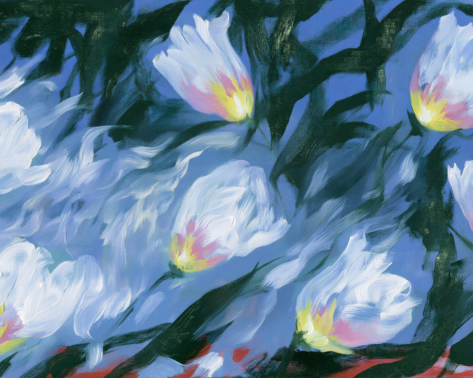 White tulips on blue ground