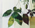 Leaves crossing the pale grid