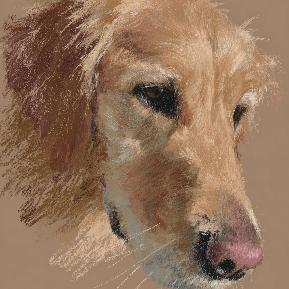 Warm browns on a golden retriever