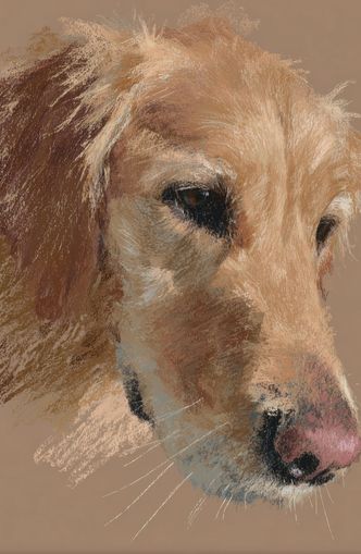 Warm browns on a golden retriever