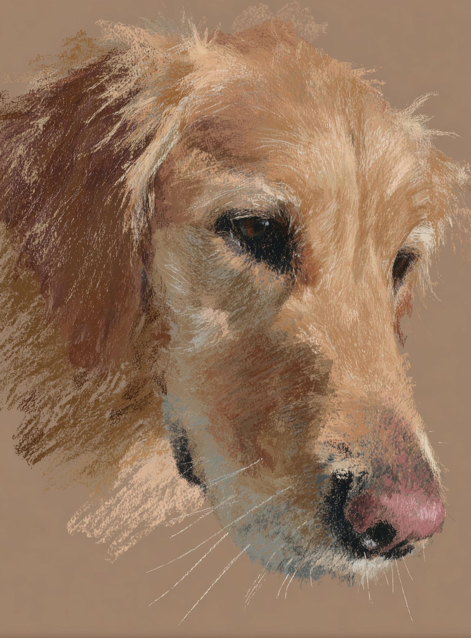 Warm browns on a golden retriever
