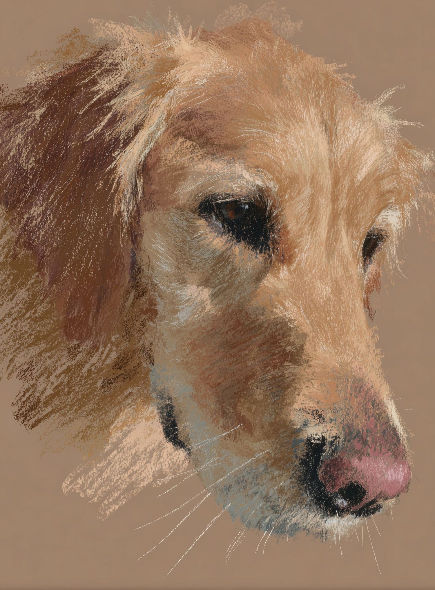 Warm browns on a golden retriever