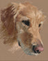 Warm browns on a golden retriever