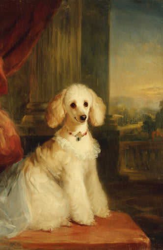 Jewels on the poodle collar