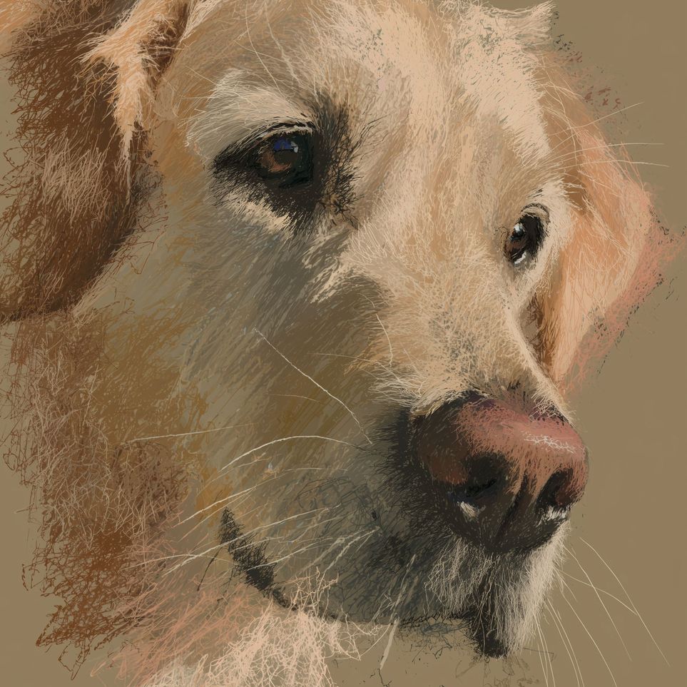 Warm fur in brown quietness