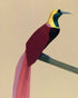 A bright bird on a branch