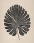 Striped fan leaf alone