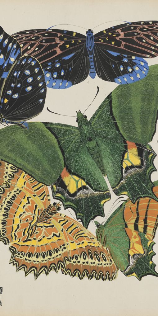 Butterflies on a pale plate