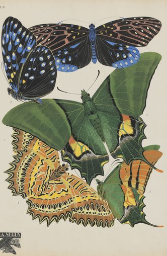 Butterflies on a pale plate
