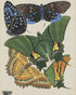 Butterflies on a pale plate
