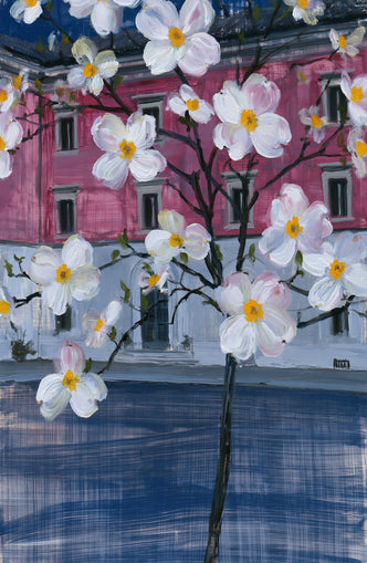 White blossoms over the pink house